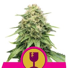 Critical de Royal Queen Seeds