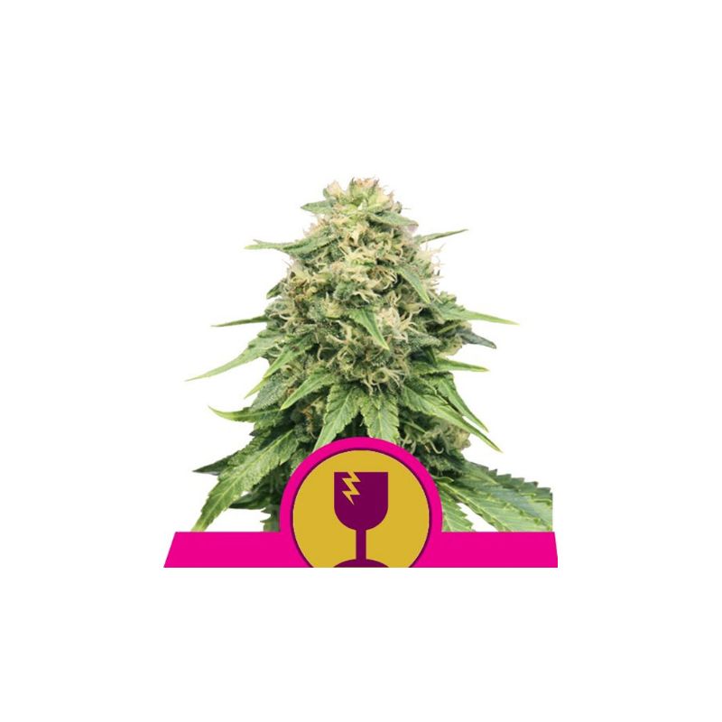 Critical de Royal Queen Seeds