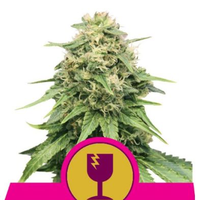 Critical de Royal Queen Seeds