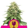 Critical de Royal Queen Seeds