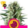Royal Cookies de Royal Queen