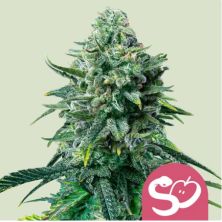 Forbidden Fruit de Royal Queen