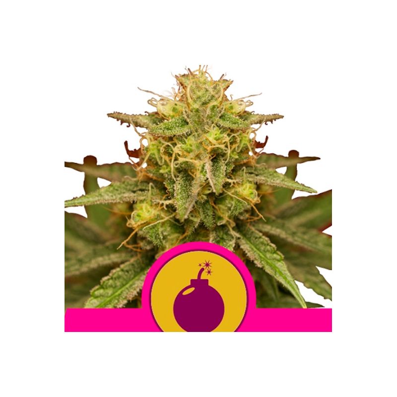 Royal Domina de Royal Queen