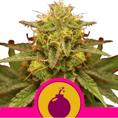 Royal Domina de Royal Queen