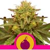 Royal Domina de Royal Queen
