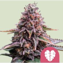 Pink Mist de Royal Queen