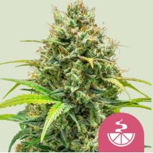 Lemon Skunk de Royal Queen