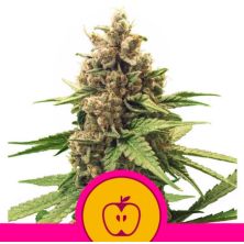 Apple Fritter de Royal Queen