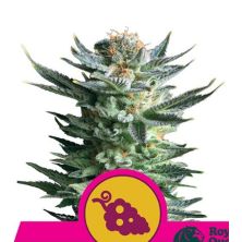 Fruit Spirit de Royal Queen