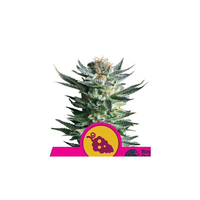 Fruit Spirit de Royal Queen