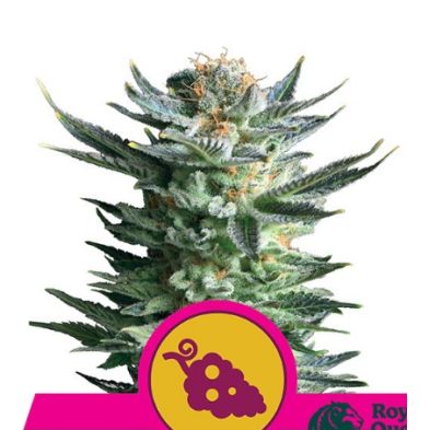 Fruit Spirit de Royal Queen