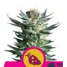 Fruit Spirit de Royal Queen