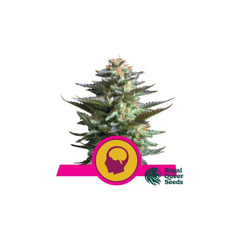 Amnesia Haze de Royal Queen