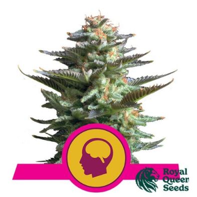 Amnesia Haze de Royal Queen