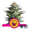 Amnesia Haze de Royal Queen