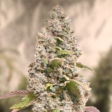 Gorilla Cookies Fast de High Speed Buds