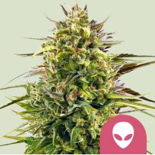 Alien OG de Royal Queen