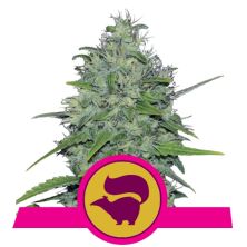 Skunk XL de Royal Queen