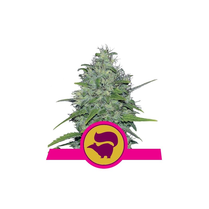 Skunk XL de Royal Queen