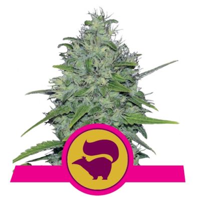 Skunk XL de Royal Queen