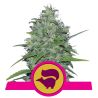 Skunk XL de Royal Queen