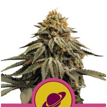Royal Skywalker de Royal Queen