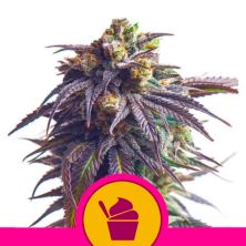 Sundae Driver de Royal Queen