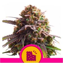 Biscotti de Royal Queen