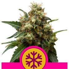 Ice de Royal Queen
