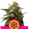 Ice de Royal Queen