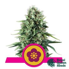 Power Flower de Royal Queen
