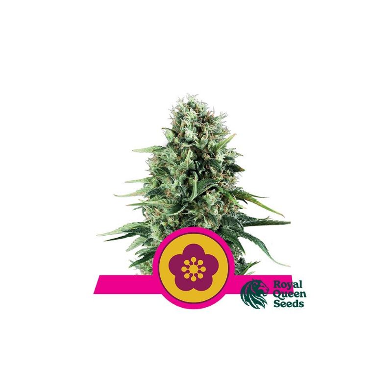 Power Flower de Royal Queen