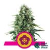 Power Flower de Royal Queen