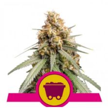 Shining Silver Haze de Royal Queen