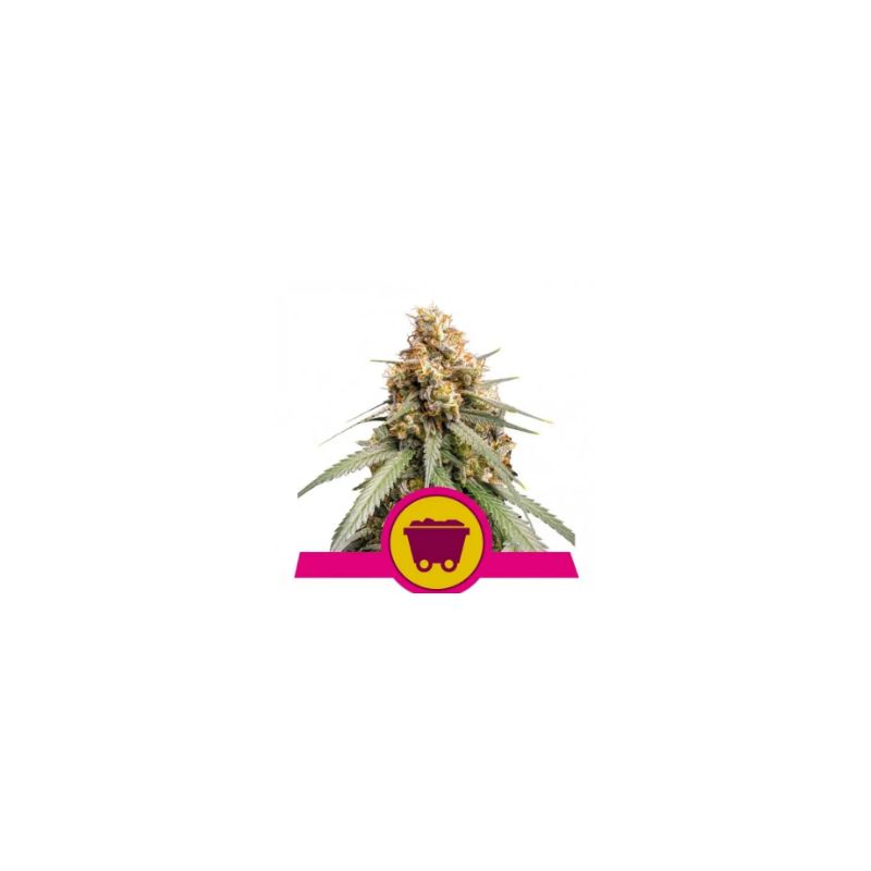 Shining Silver Haze de Royal Queen
