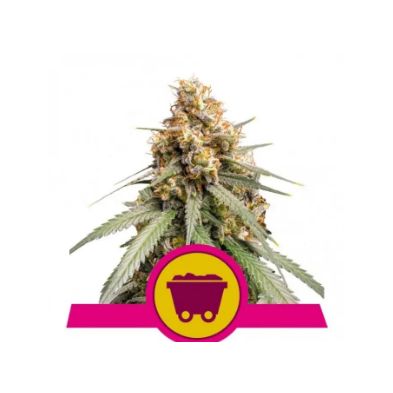 Shining Silver Haze de Royal Queen