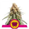 Shining Silver Haze de Royal Queen