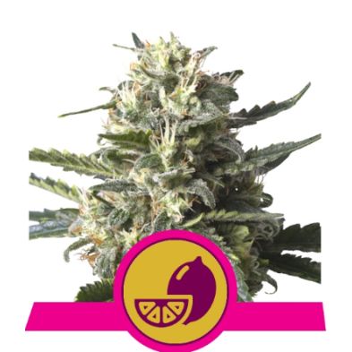 Lemon Shining Silver Haze de Royal Queen