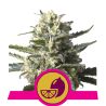 Lemon Shining Silver Haze de Royal Queen
