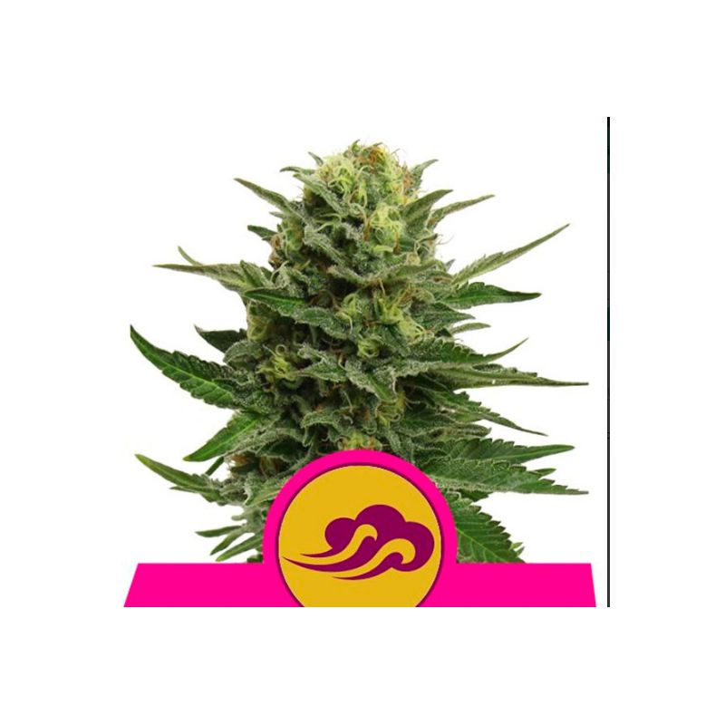 Blue Mystic de Royal Queen