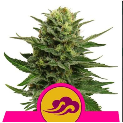 Blue Mystic de Royal Queen