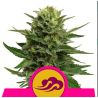 Blue Mystic de Royal Queen
