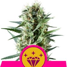 Special Kush 1 de Royal Queen