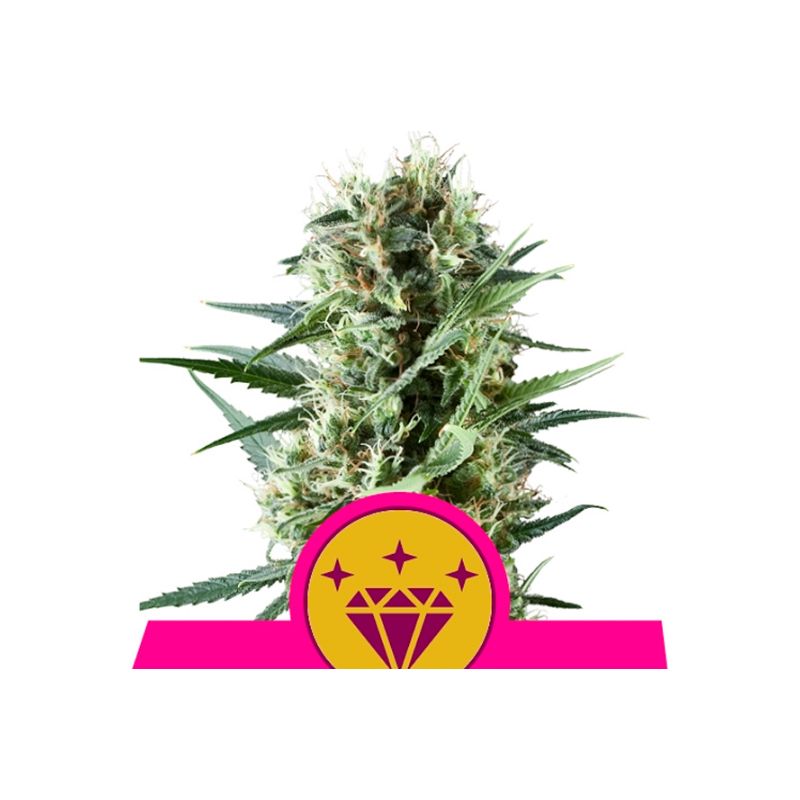 Special Kush 1 de Royal Queen