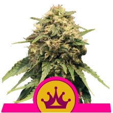 Special Queen 1 de Royal Queen