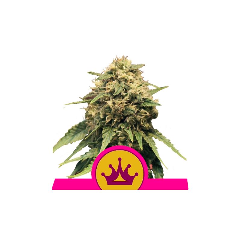 Special Queen 1 de Royal Queen