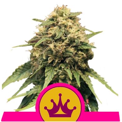 Special Queen 1 de Royal Queen