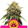 Special Queen 1 de Royal Queen
