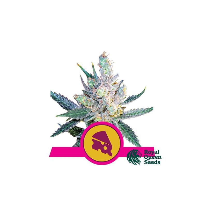 Royal Cheese-Fast Version de Royal Queen Seeds
