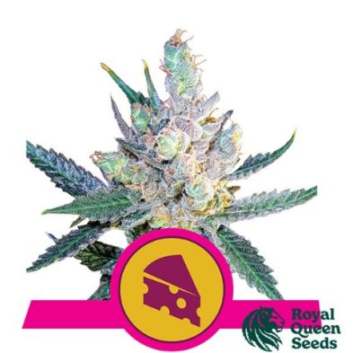 Royal Cheese-Fast Version de Royal Queen Seeds